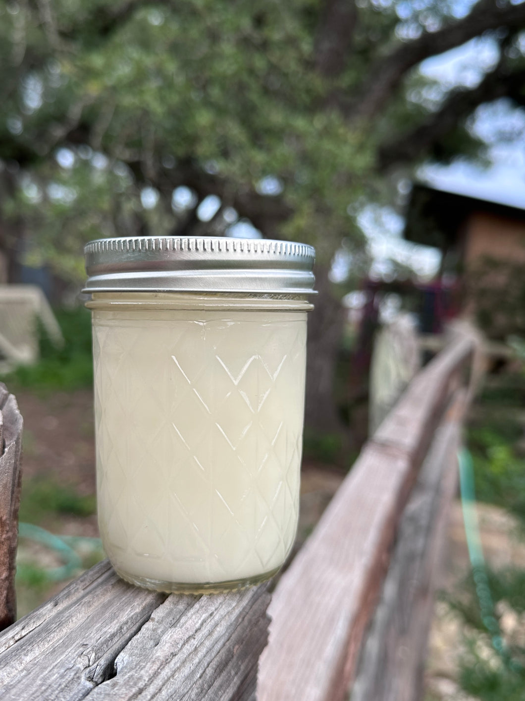 Mangalitsa Lard 16 ounce jar